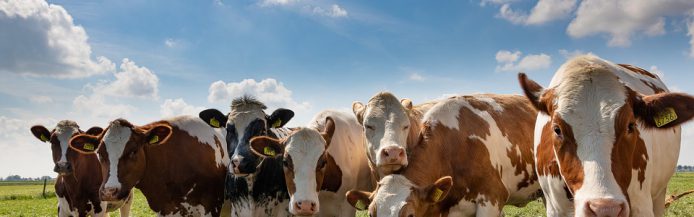 cattle
